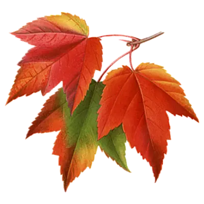 leaf_2