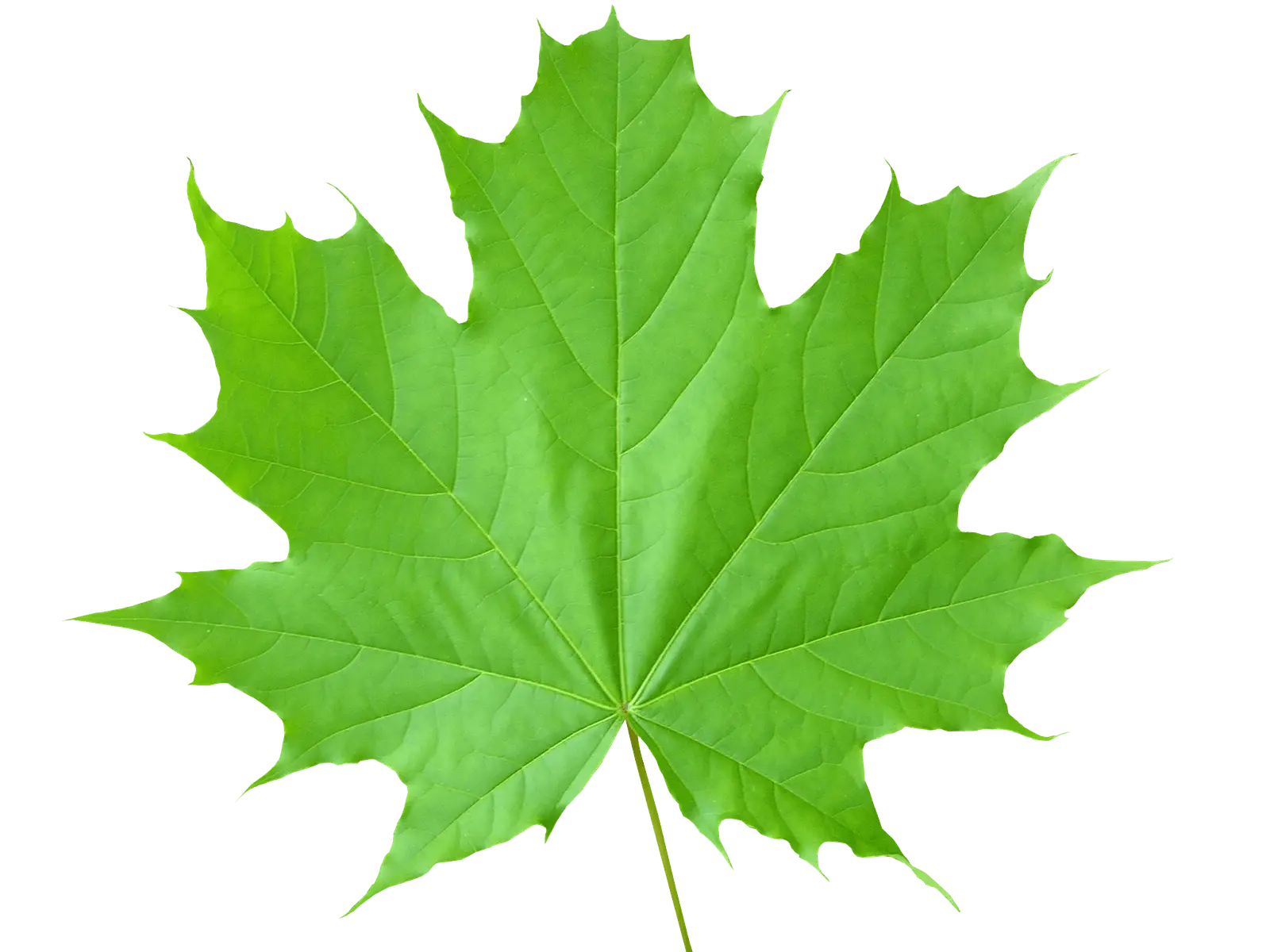 leaf_1
