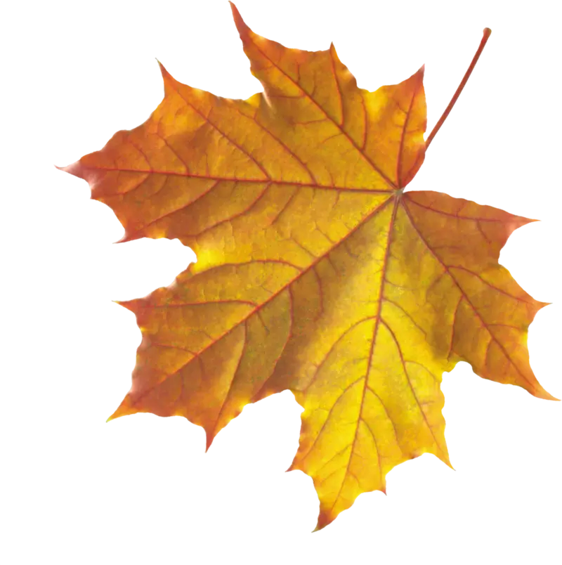 leaf_7